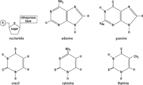 Organic Molecules