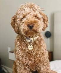 We are not accepting further deposits at this time. Best Labradoodle Breeders In Texas Top 5 List We Love Doodles