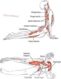 Stretching In 2020 Upward Facing Dog Pose Yoga Anatomy Upward Facing Dog