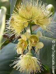 Image result for Syzygium niassense