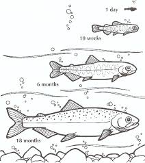 Salmon Growing Up Salmon Chinook Species