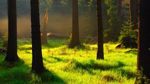 Проекты деревянных домов по технологии naturi. Bakgrundsbilder Natur Landskap Skog Trad Vaxter Gras Solljus Morgon Gran Dimma Tjeckien 1920x1080 Zielfox 1779535 Bakgrundsbilder Gratis Wallhere