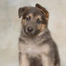 However, just like any other pet, you need to make sure that they have the proper care and nutrition. German Shepherd Puppies For Sale Breeders In Chicago Il
