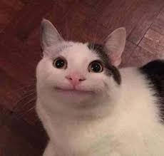 Pin By Adelaida Jackson On Cat Memes Cursed Images Meme Faces Epic Fails Funny