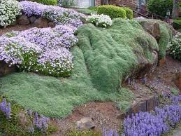 Heirloom Non Gmo Wooly Thyme 100 Seeds Xeriscape Landscaping Ground Cover Plants Plants