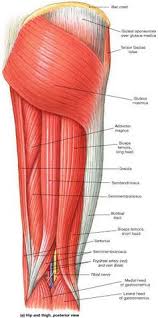 This muscle includes four heads that originate in different locations but all share the. 14 Lower Limb Muscles Ideas Muscle Anatomy Body Anatomy Human Anatomy