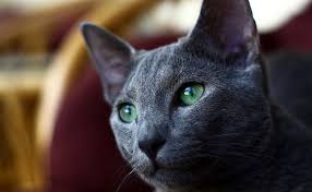 Epingle Sur Races De Chats