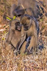 Chacma Baboons Baboon Zoo Animals Great Ape