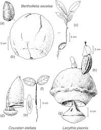 Image result for Echinochloa brevipedicellata