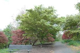 From small weepers through to small, medium and large shade and autumn colouring trees, the options they offer for garden design are almost limitless. Driver For All Device Acer Butterfly