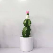 These power poles look like cactus. China Mini Succulent Plants Artificial Ball Cactus With Plastic Pot For Home And Office China Artificial Plant And Artificial Cactus Price