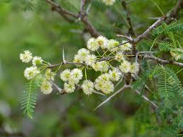 Image result for Acacia grandicornuta