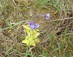 Image result for Lentibulariaceae