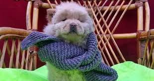 Satilik Cin Aslani Chow Chow Aslan Kopek