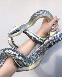 Pin On Animal
