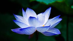 Image result for Lotus