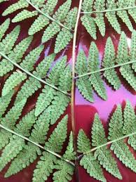 Image result for Macrothelypteris