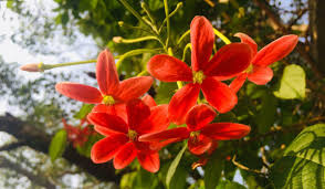 Image result for Combretum indicum