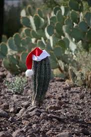 This is a prickly pear cactus: Baby Saguaro And A Santa Hat Prickly Pear Cacti In Background Prickly Pear Cactus Cactus And Succulents Christmas Deserts