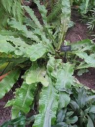 Image result for Microsorum pappei