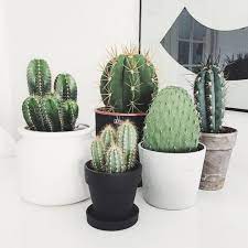pin on cactus just love them