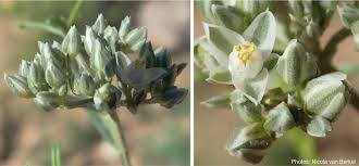 Image result for Limeum viscosum