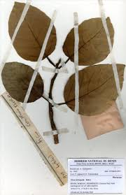 Image result for Ficus trichopoda