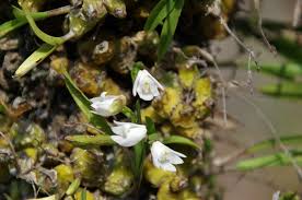 Image result for Polystachya ottoniana