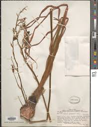 Image result for Albuca kirkii