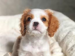 Cavalier king charles spaniel puppies for adoption near me. Spring Cavalier Rescue