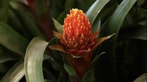 Happiness delivered · responsibly sourced · no hidden fees Guzmania Conifera A Vibrant Flower That Dies After Flowering Cgtn
