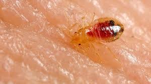 tiny black bugs in bed