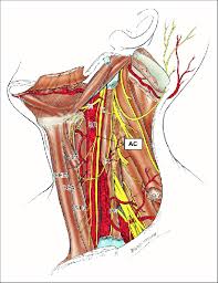 We did not find results for: Schematic Drawing Of Anatomical Structures Of The Ansa Cervicalis In Download Scientific Diagram