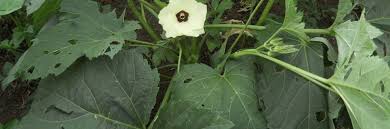 Image result for Allophylus lastoursvillensis