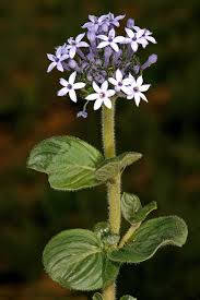 Image result for Pentanisia prunelloides