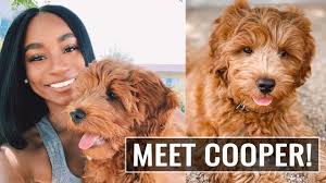 F1b mini goldendoodle have 75% of poodle genes and 25% of golden retriever. Meet Cooperrrr My New Baby Micro Mini Goldendoodle Jalisaevaughn Youtube