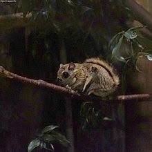 Maybe you would like to learn more about one of these? Japanese Dwarf Flying Squirrel Wikipedia