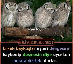 Filiz Ilbay Adli Kullanicinin Bilgi Panosundaki Pin 2020 Hayvanlar Ilham Verici Sozler Ilham Verici Alintilar