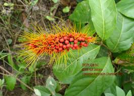 Image result for Combretum mkuzense