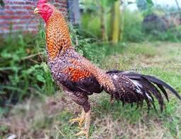 Warna ayam pamangon wido yang bagus 93 gambar ayam wido juara gambar pixa. 10 Jenis Ayam Bangkok Yang Bagus Untuk Dipelihara No 7 Recomended