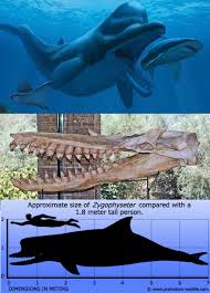 Image result for Zygotritonia