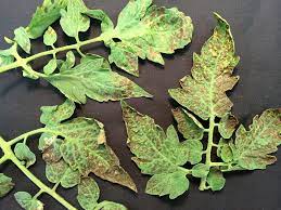 Blister beetles are long, thin beetles that are black with black or yellow stripes. Black Bugs On Tomato Plant How To Get Rid Of Aphids And Flea Beetles Homestead Gardener