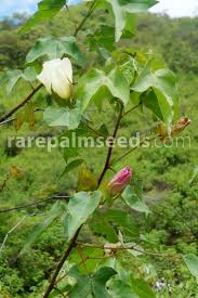 Image result for Gossypium barbadense