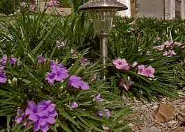Image result for Ruellia cordata