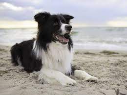 The inaugural meeting of the border collie club of great britain took place on the 6th august, 1973. Border Collie Wichtiges Fur Die Erziehung