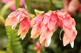 An american aquatic plant with long willowlike leaves, and spikes of small purplish flowers. Growing The Justicia Brandegeana Shrimp Plant Indoors