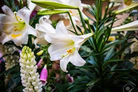 Maybe you would like to learn more about one of these? White Flowers Opening From Beautiful Flower Stem Amonst White Long Flower And Small Pink Flowers From Garden Floor Stock Photo Picture And Royalty Free Image Image 77153456