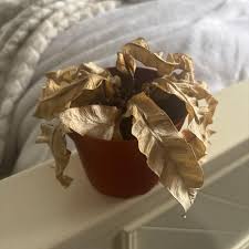 Image result for Asplenium lambinonii