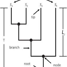 The Components Of A Cladogram Each Species Consists Of A Lineage Download Scientific Diagram