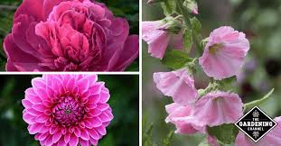 The zenith of the color pink was the 18th century, when pastel colors became very fashionable in all the courts of europe. List Of Top Pink Flowers To Grow In Your Garden Gardening Channel